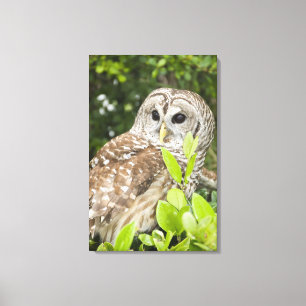Toile Hibou barré