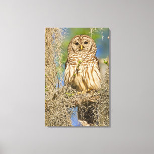 Toile Hibou moyen-duc (Strix varia) perché dans un cyprè