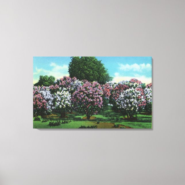 Toile Highland Park Lilacs à Bloom (Recto)