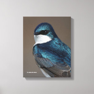 Toile Hirondelle bicolore séduisante : Oiseau sur un fil