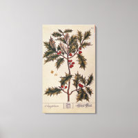 Holly de 'A Curious Herbal', 1782