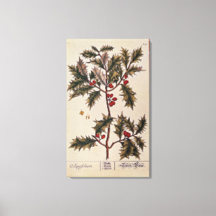 Toile Houx "d'un de fines herbes curieux", 1782