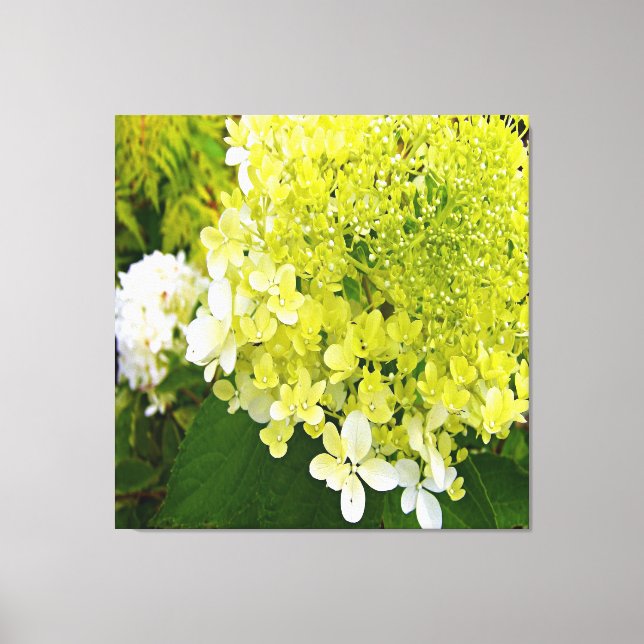 Toile Hydrangea Limelight Vert Chartreuse Élégant (Recto)