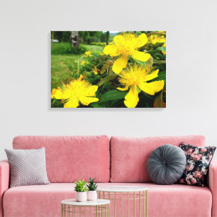 Toile Hypericum calycinum