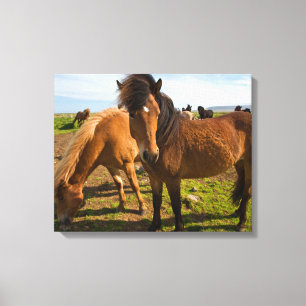 Toile Icelandic Horses Graze