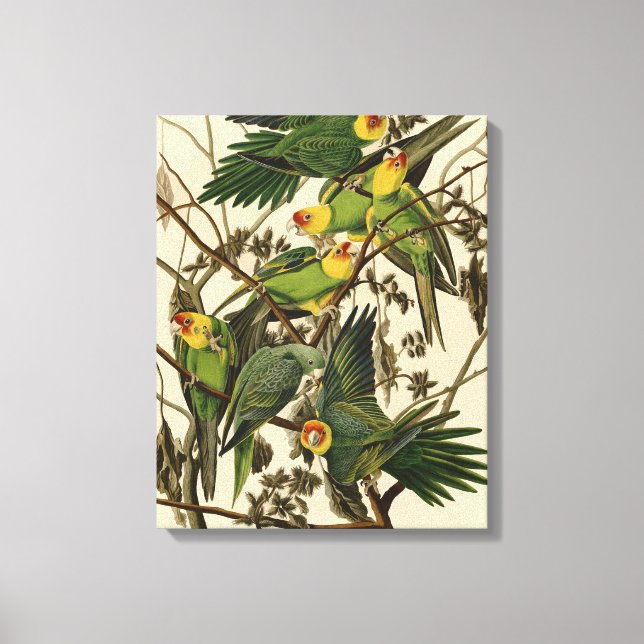 Toile Illustration Audubon Carolina Parrot Bird (Recto)
