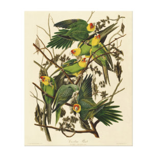 Toile Illustration Audubon Carolina Parrot Bird