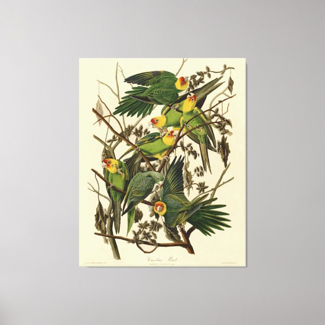 Toile Illustration Audubon Carolina Parrot Bird (Recto)