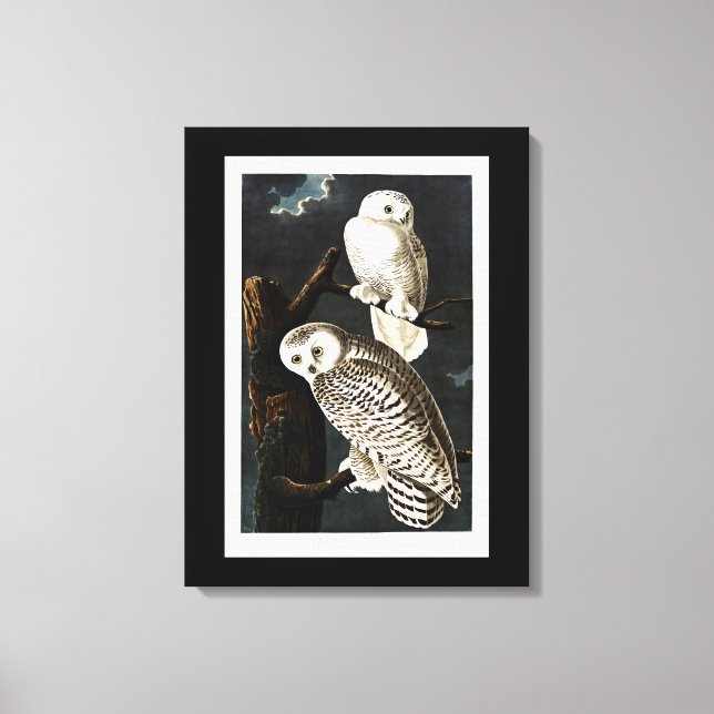 Toile Illustration de Snowy Owl par Audubon (Recto)