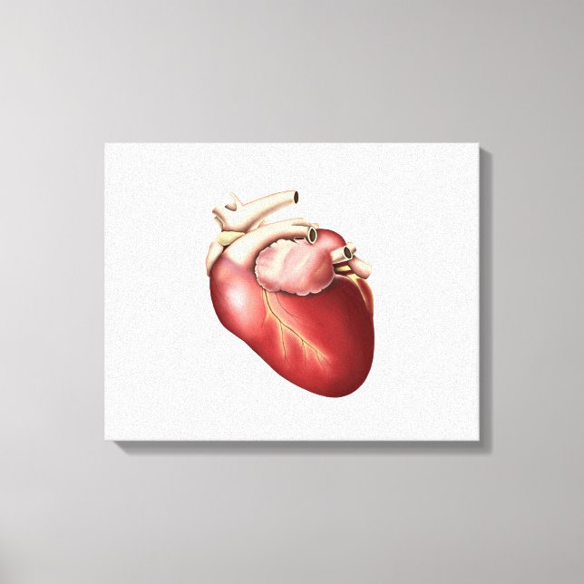 Toile Illustration Du Coeur Humain (Recto)