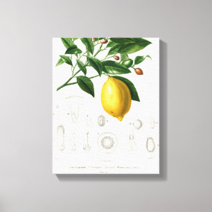 Toile Illustration du Limonium botanique des agrumes de