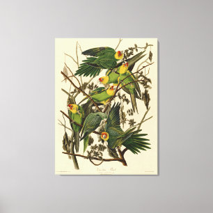 Toile Illustration du perroquet de Caroline par Audubon