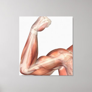 Toile Illustration d'un bras fléchi montrant le biceps