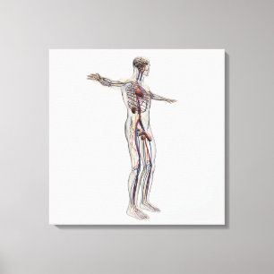 Toile Illustration Médicale : Appareil reproducteur