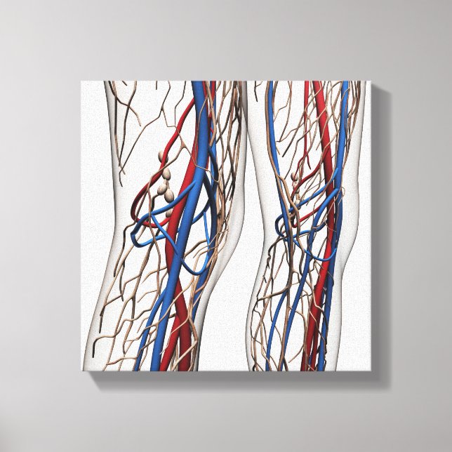 Toile Illustration Médicale Des Artères 1 (Recto)