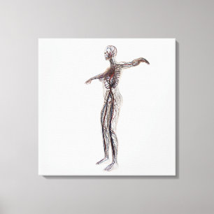 Toile Illustration Médicale des artères femelles, vein