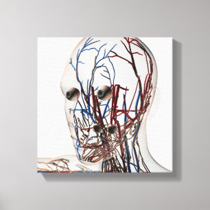Toile Illustration Médicale des artères principales 2