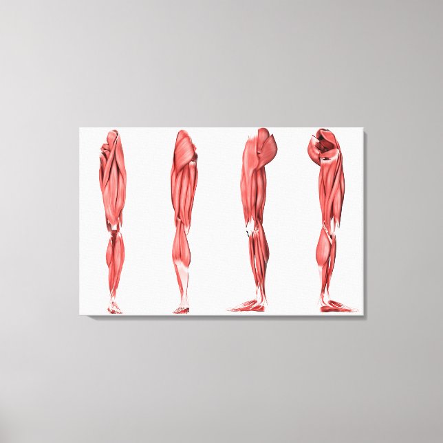 Toile Illustration Médicale Des Muscles De Jambes Humain (Recto)