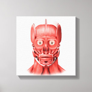 Toile Illustration Médicale des muscles faciaux