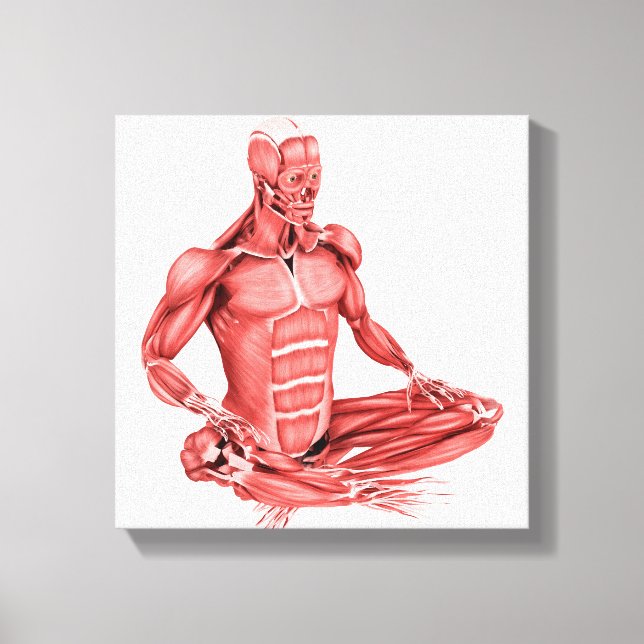Toile Illustration Médicale Des Muscles Masculins Assis (Recto)