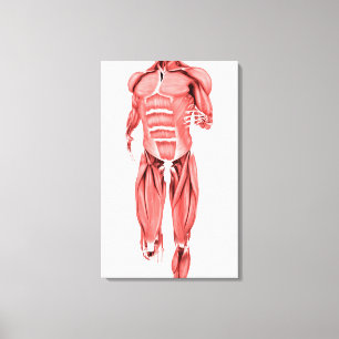 Toile Illustration Médicale Des Muscles Masculins Couran