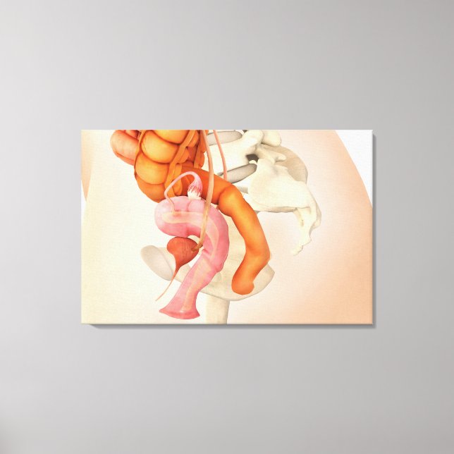 Toile Illustration Médicale Des Organes Génitaux Féminin (Recto)