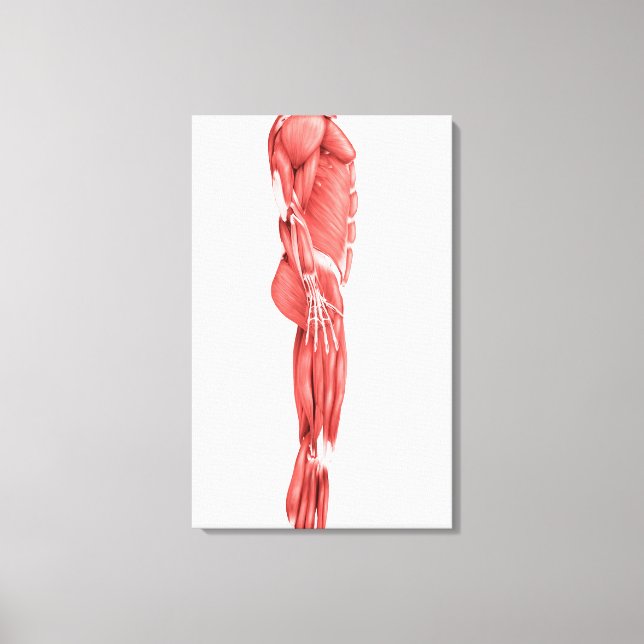 Toile Illustration Médicale Du Système Musculaire Mascul (Recto)