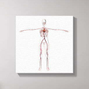 Toile Illustration Médicale : Système circulatoire fémin