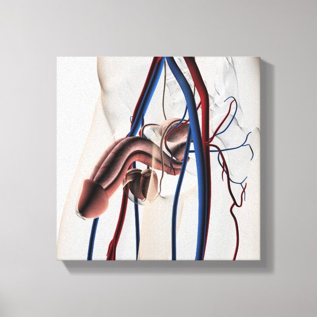 Toile Illustration Médicale : Système de reproduction ma (Recto)