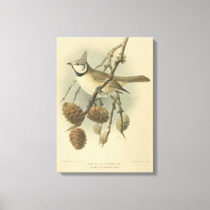 Toile Illustration vintage de l'European Crested Tit