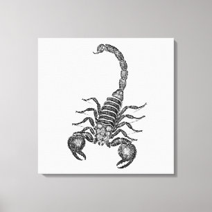 Toile Illustration vintage de scorpion de 1800s -