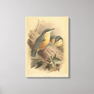 Toile Illustration vintage de sittelle