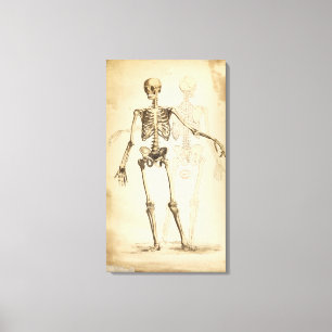 Toile Illustration vintage du squelette humain