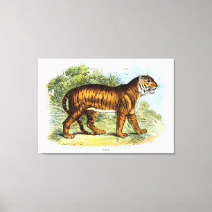 Toile Illustration vintage d'un animal tigre