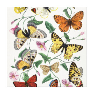 Toile  Illustration Vintage Papillon d'impression de toi