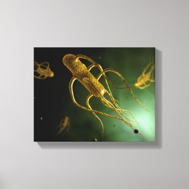 Toile Image Conceptuelle De Salmonella Typhi 2 (Recto)