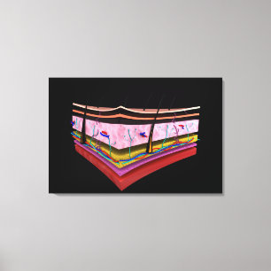 Toile Image Conceptuelle Des Couches De La Peau Humaine 
