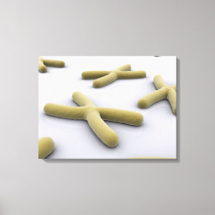 Toile Image Conceptuelle Du Chromosome 1