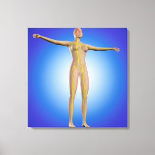 Toile Image Conceptuelle Du Système Nerveux Féminin