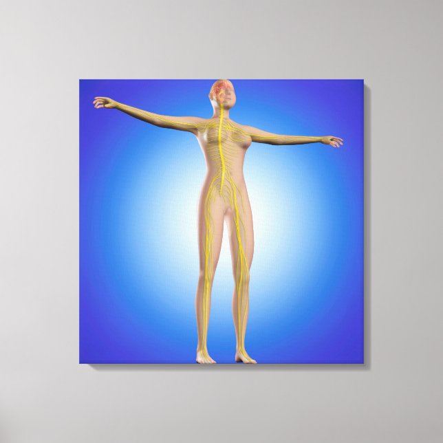 Toile Image Conceptuelle Du Système Nerveux Féminin (Recto)