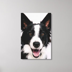 Toile Images de Getty A border collie de sourire