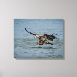 Toile Immature Bald Eagle plongée pour un poisson