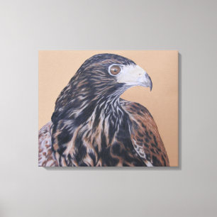 Toile Immature Harris Hawk