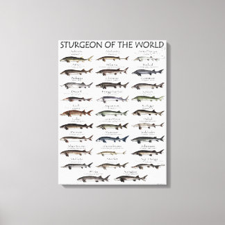 TOILE IMPRIMER CANVAS - STURGEON DU MONDE