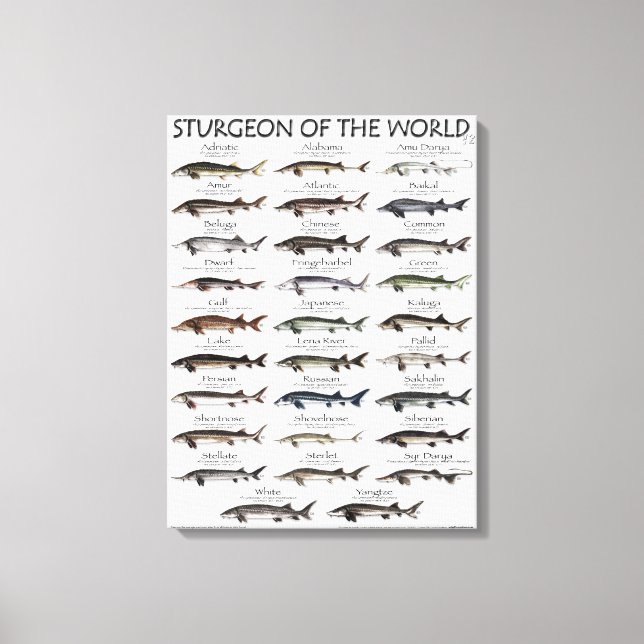 TOILE IMPRIMER CANVAS - STURGEON DU MONDE (Recto)