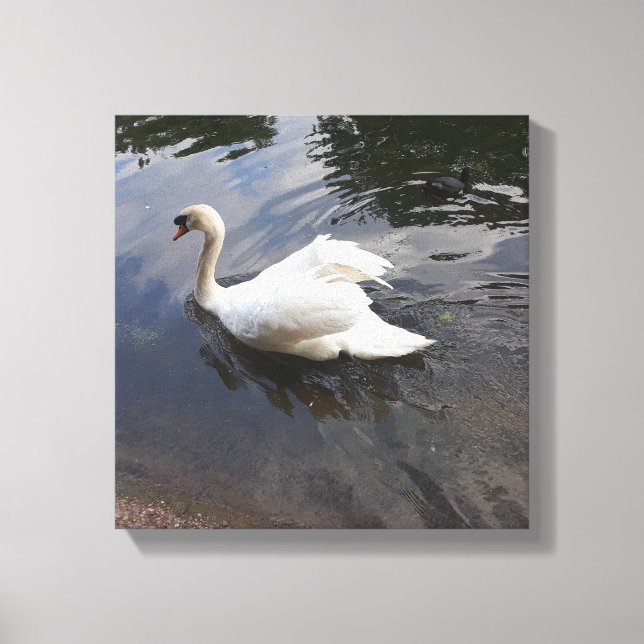 TOILE IMPRIMER LES MAJESTUEUX CANVAS SWAN (Recto)