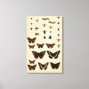 Toile Insectes de jardin par le studio de vision