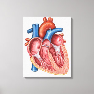 Toile Intérieur Du Coeur Humain