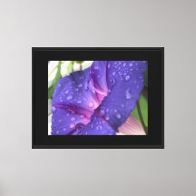 Ipomée Goutte de Rosée Violette