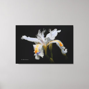 Toile Iris crêté miniature japonais élégant sur fond noi